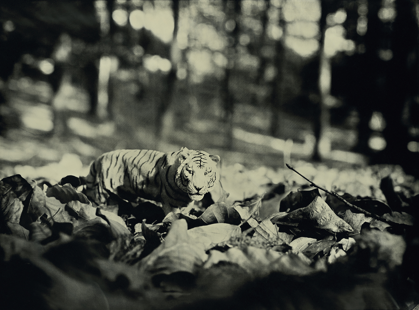 Tiger Hallerbos Belgium